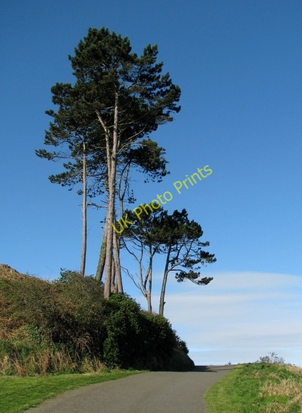 Photo 6"x4" Trees, North Down Coastal Path Bangor\/J5081 c2009