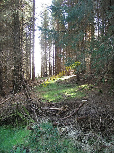 Photo 6"x4" Firebreak in Esgaireira forest Ceinws c2009