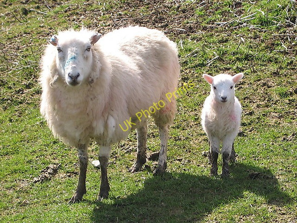 Photo 6"x4" We will not give way! Ceinws c2009