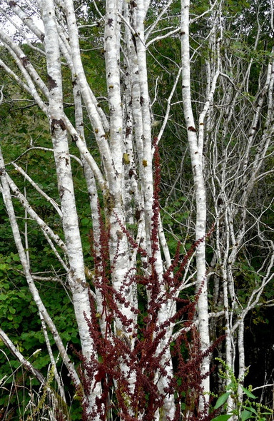 Photo 6"x4" Birch saplings Gruids c2008