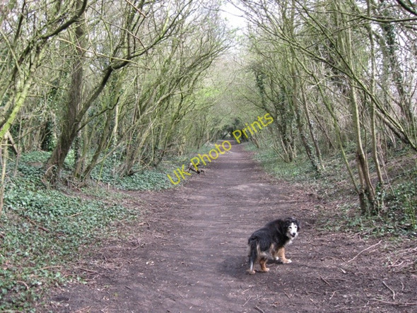 Photo 6"x4" Halton Railway \u00e2\u0080\u0093 Footpath East of the Canal Wendover c2009