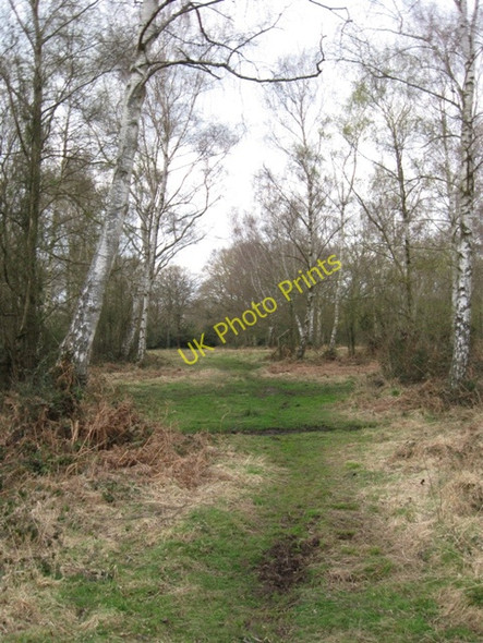 Photo 6"x4" Silver Birch Woodland on Bookham Common Little Bookham c2009