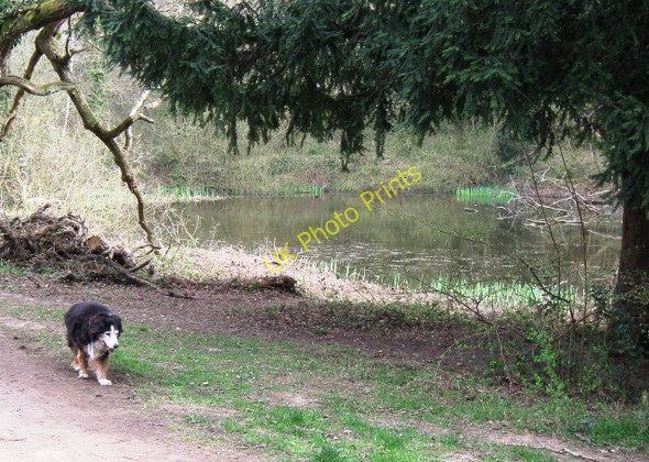Photo 6"x4" By the Second Pond, Bookham Common Little Bookham c2009