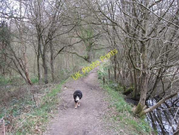 Photo 6"x4" A Path between the Ponds, Bookham Common Little Bookham c2009