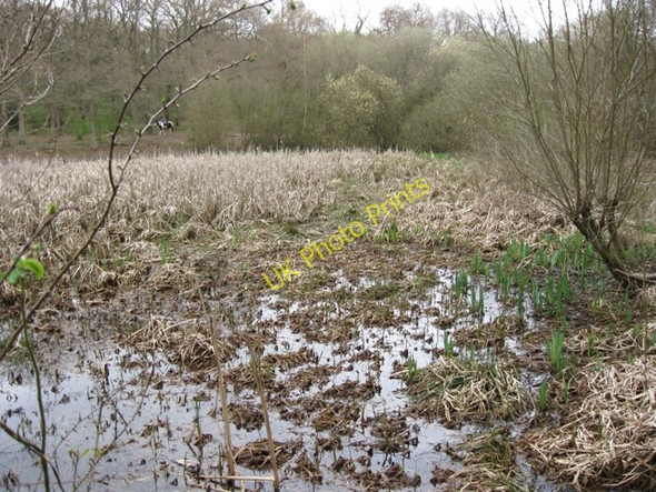 Photo 6"x4" A Pond overrun with Reeds, Bookham Common Little Bookham c2009