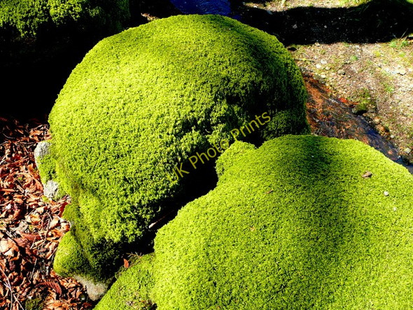Photo 6"x4" Mossy rocks at Two Bridges Two Bridges\/SX6075 c2009