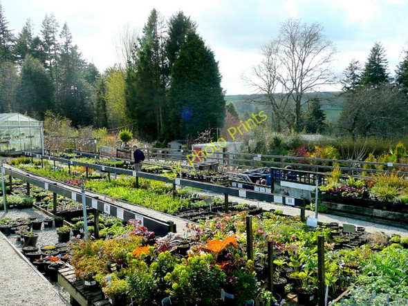 Photo 6"x4" Duchy of Cornwall Nurseries Lostwithiel c2009