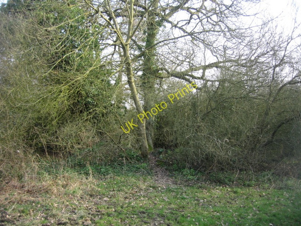 Photo 6"x4" Path through the vegetation Church End\/SU6756 c2009