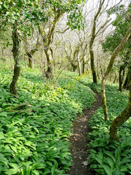 Photo 6"x4" Wild garlic in beech wood Readymoney c2009