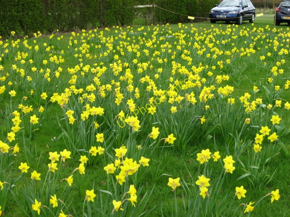 Photo 6"x4" Daffodils at Kirtling Towers Kirtling c2009