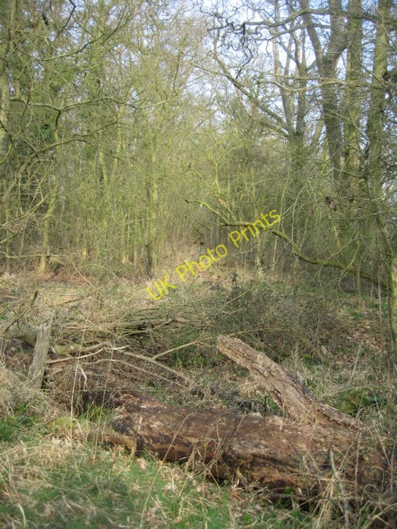 Photo 6"x4" In the woodland Church End\/SU6756 c2009