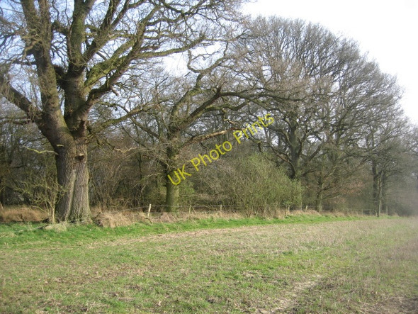 Photo 6"x4" Grand trees along the boundary Church End\/SU6756 c2009