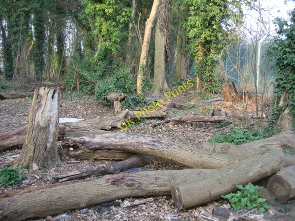 Photo 6"x4" Fallen trees Basingstoke c2009
