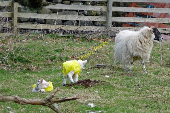 Photo 6"x4" Well dressed lambs Carbost\/NG4248 c2009