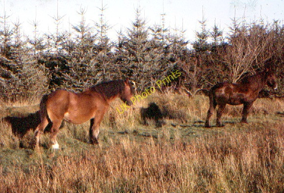 Photo 6"x4" Farm horses at Penygarn Farm Alltwalis c1968