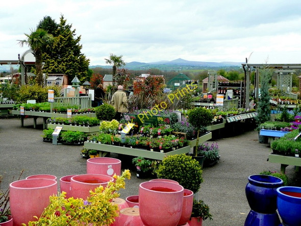 Photo 6"x4" Raglan Garden Centre plant area 2 Great Oak c2009