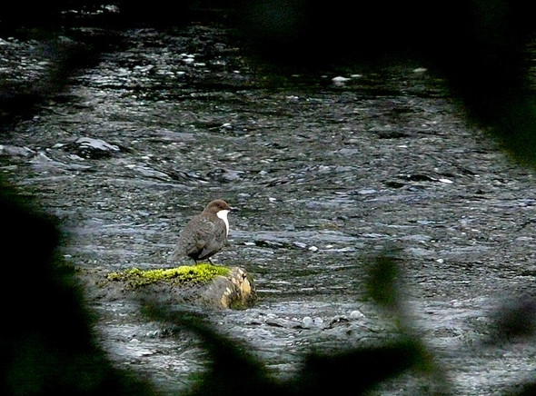 Photo 6"x4" Dipper on the Shin Gruids c2008
