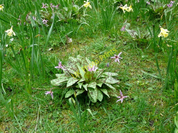 Photo 6"x4" Dog-tooth violets (Erythronium dens-canis) at Brodie. Dyke\/NH9858 c2009