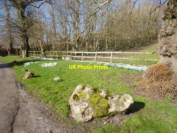 Photo 6"x4" Sarsens and Snowdrops Baydon c2014