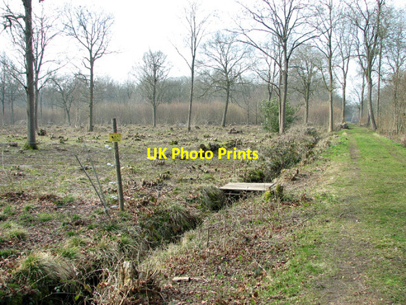 Photo 6"x4" Cleared area in Lower Wood Nature Reserve Ashwellthorpe c2014
