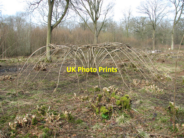 Photo 6"x4" Ash-art in Lower Wood Nature Reserve Ashwellthorpe c2014 P1