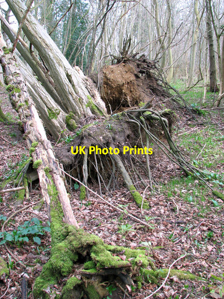Photo 6"x4" Uprooted trees in Lower Wood Ashwellthorpe c2014