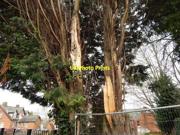 Photo 6"x4" Damaged tree on Ancaster Road (close up) Ipswich c2014