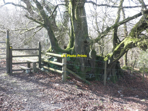 Photo 6"x4" Footpath and stile in Greywalls Plantation Simonsburrow c2014