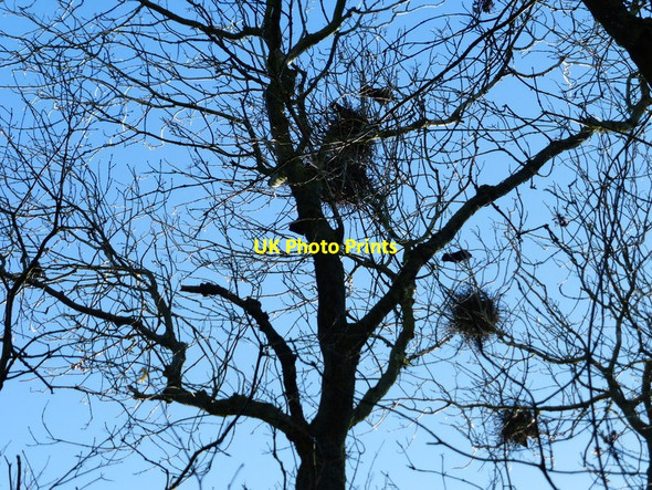 Photo 6"x4" Rookery on Alton Lane Four Marks c2014