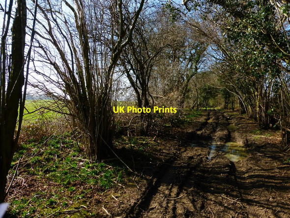 Photo 6"x4" Byway west of Four Marks heading towards the A31 Soldridge c2014