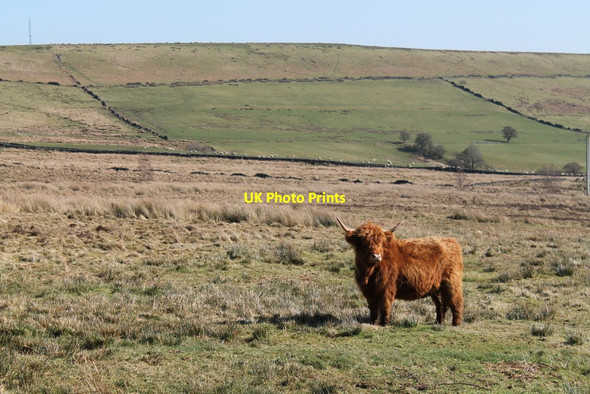 Photo 6"x4" Highland Cattle Wigtwizzle c2014