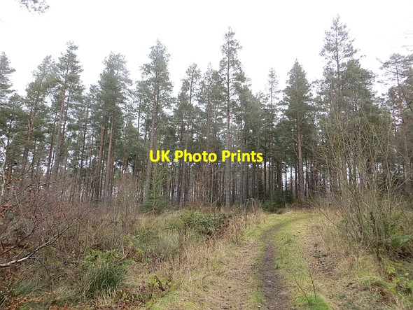 Photo 6"x4" Bolton Muir Wood Bolton\/NT5070 c2014