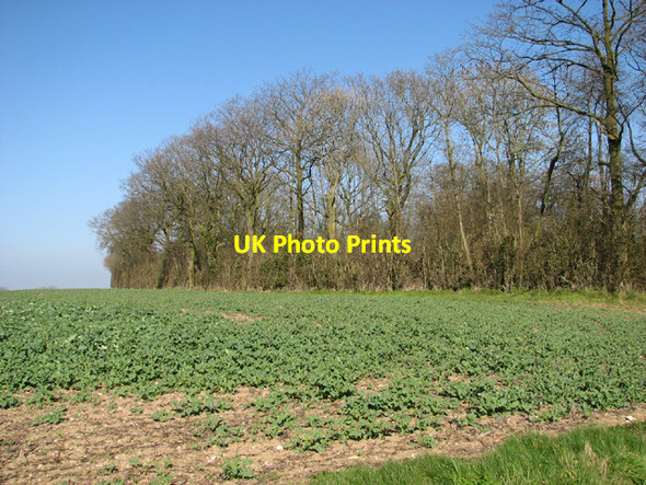 Photo 6"x4" Oilsee rape crop by Uplandhall Farm Bungay c2014
