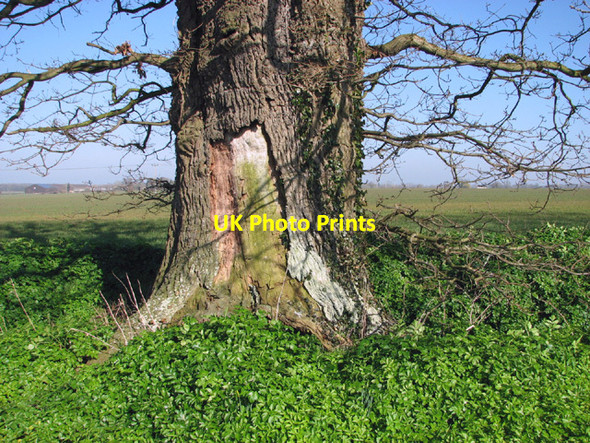 Photo 6"x4" Trunk of an old oak Ilketshall St Margaret c2014