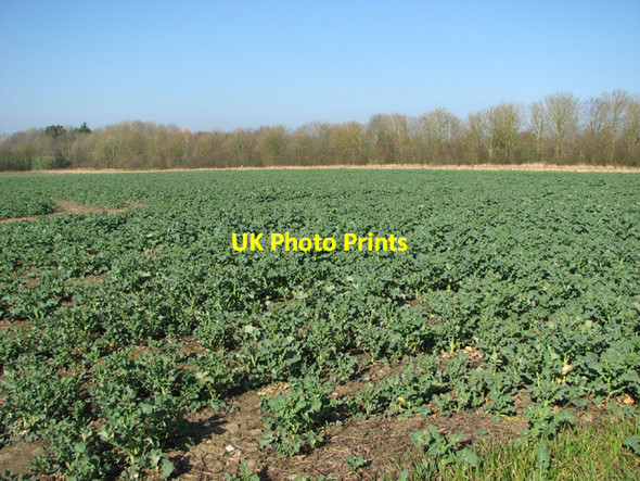 Photo 6"x4" Oilseed rape crop by Boundary Farm St Michael South Elmham c2014