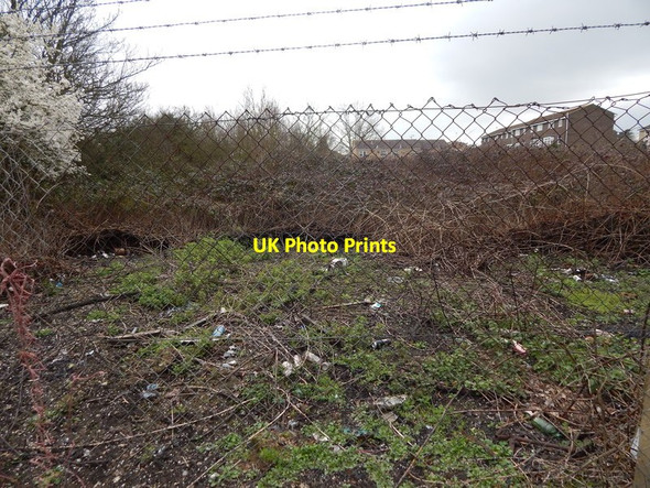 Photo 6"x4" Cleared Brambles in London Road allotments Ipswich c2014