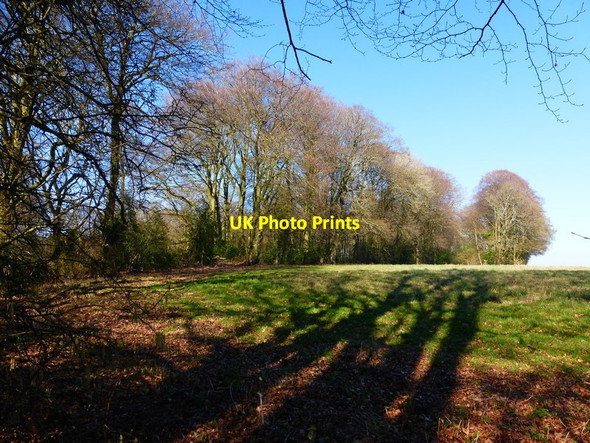 Photo 6"x4" Eastern edge of wood on Petersfield Road Charlwood\/SU6731 c2014