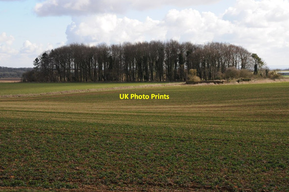 Photo 6"x4" Copse near Tarlton Tarlton c2014