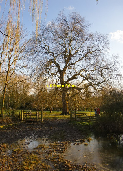 Photo 6"x4" Plane tree at Ankerwycke, March 2014 Egham c2014