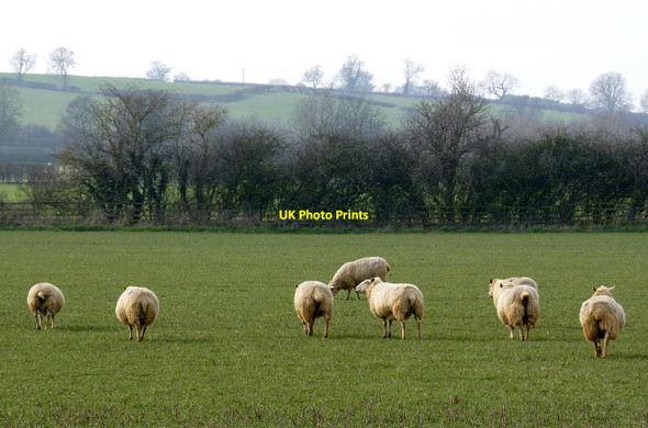Photo 6"x4" Turning their backs Egleton c2014