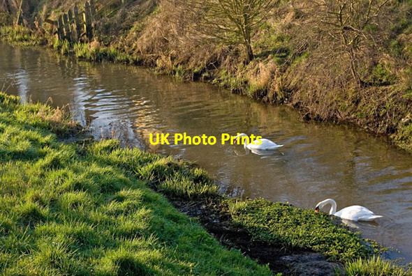 Photo 6"x4" Swans on The Beck, Barrow Haven Barrow Haven c2014