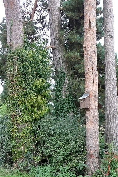 Photo 6"x4" Bird box or CCTV? Beenham Stocks c2008