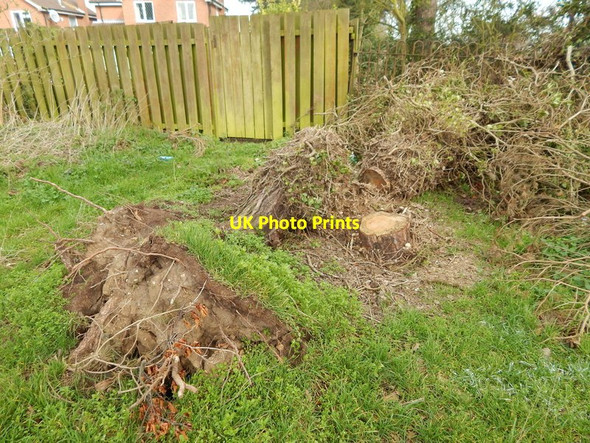 Photo 6"x4" Fallen down tree in Chantry Park Ipswich c2014