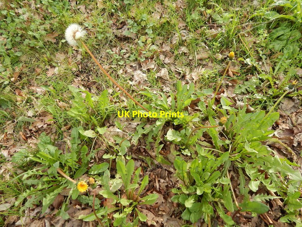 Photo 6"x4" Dandelions on London Road (A1214) Ipswich c2014