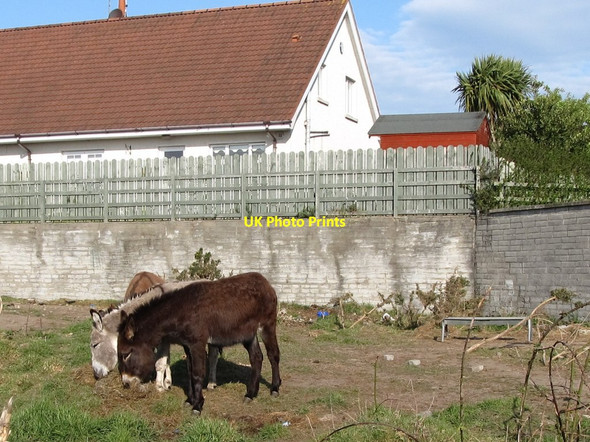 Photo 6"x4" Donkeys at Annalong Annalong c2011