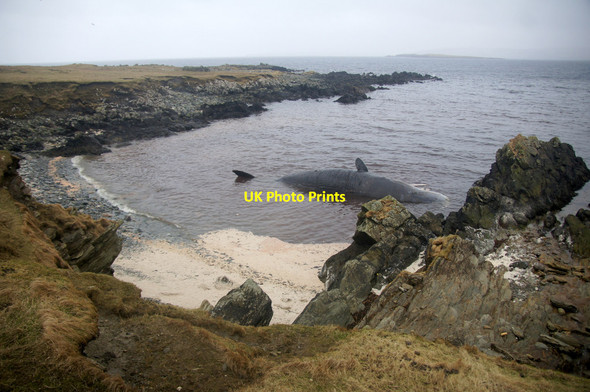 Photo 6"x4" Scolla Wick, Muness Muness c2014