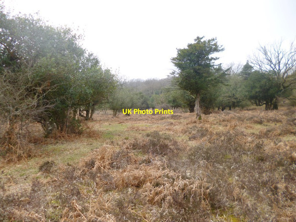 Photo 6"x4" Fritham, hillside Fritham c2014