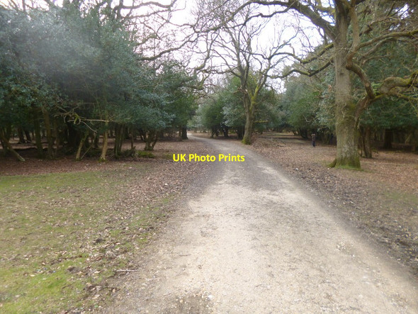 Photo 6"x4" Fritham, forestry road Fritham c2014