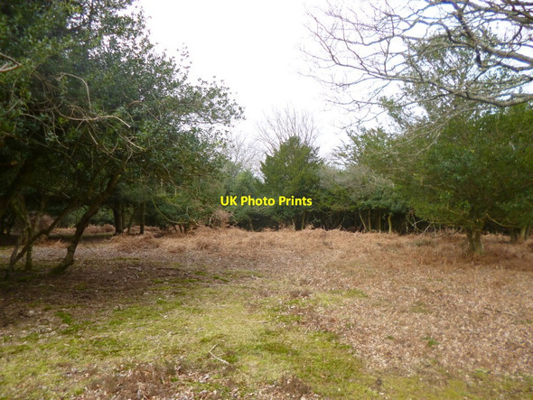 Photo 6"x4" Fritham, woodland Fritham c2014