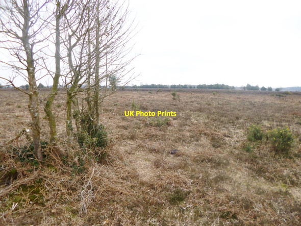 Photo 6"x4" Fritham Plain, heathland Fritham c2014